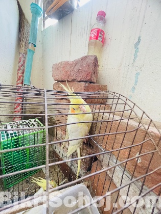 Cockatiels